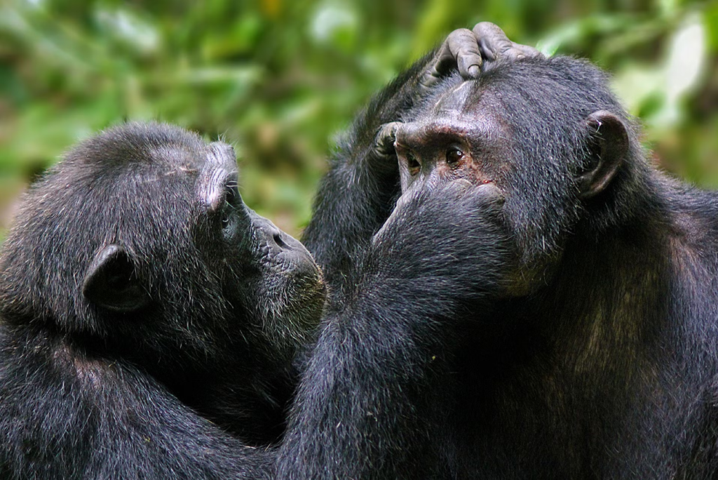 primate in Uganda