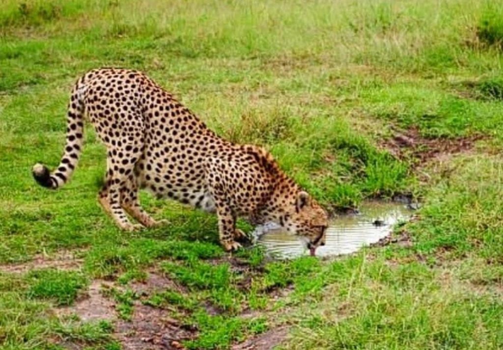 A cheetah drinking water in Masai Mara