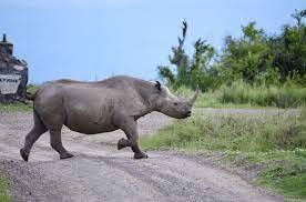 A rhino in Olpejeta conservancy