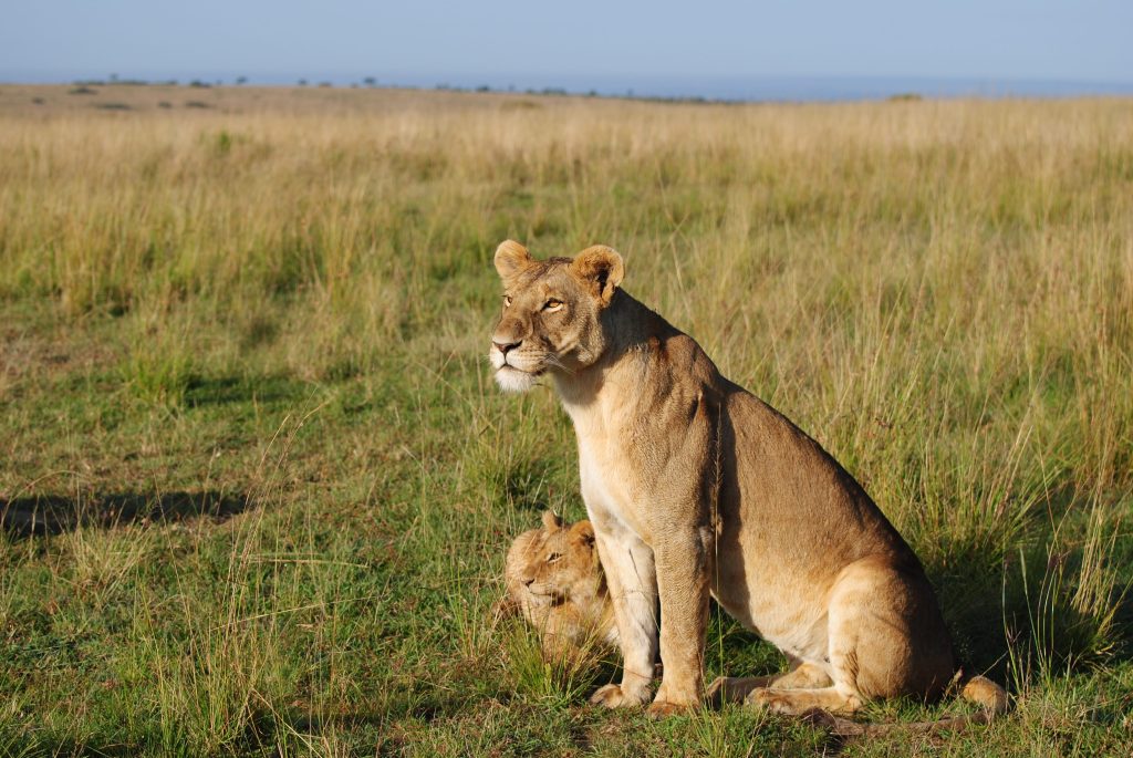 A lioness and a cub overlooking Masai Mara plains