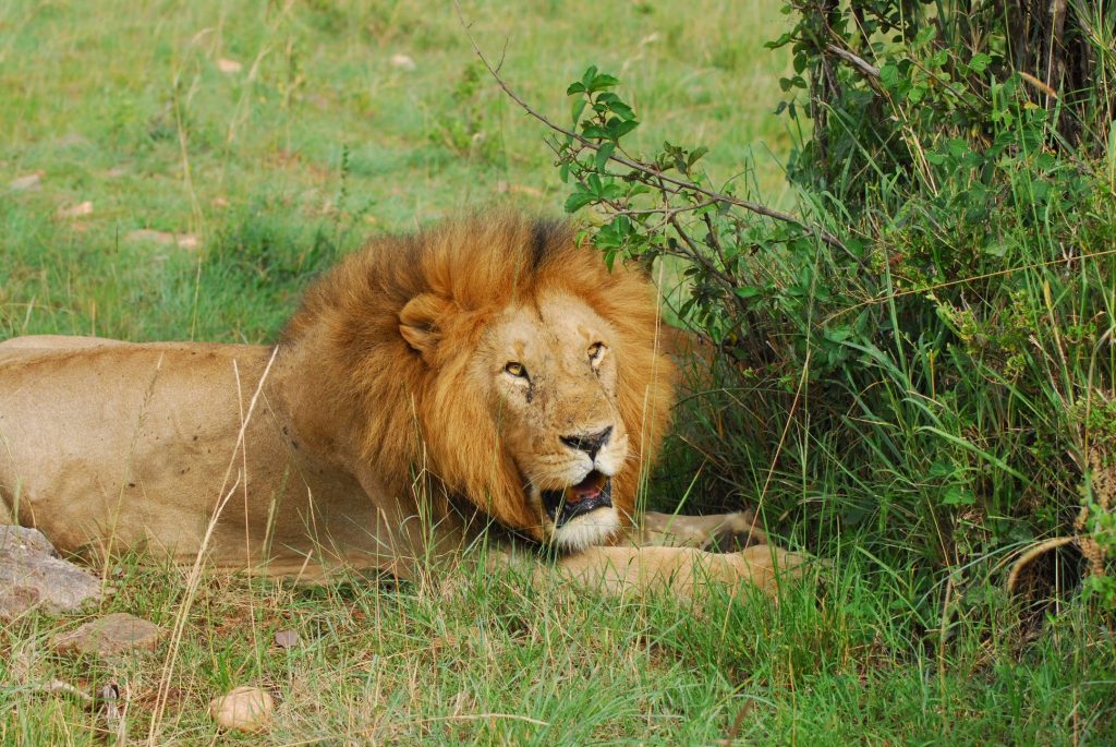 A lion in Masai Mara Kenya