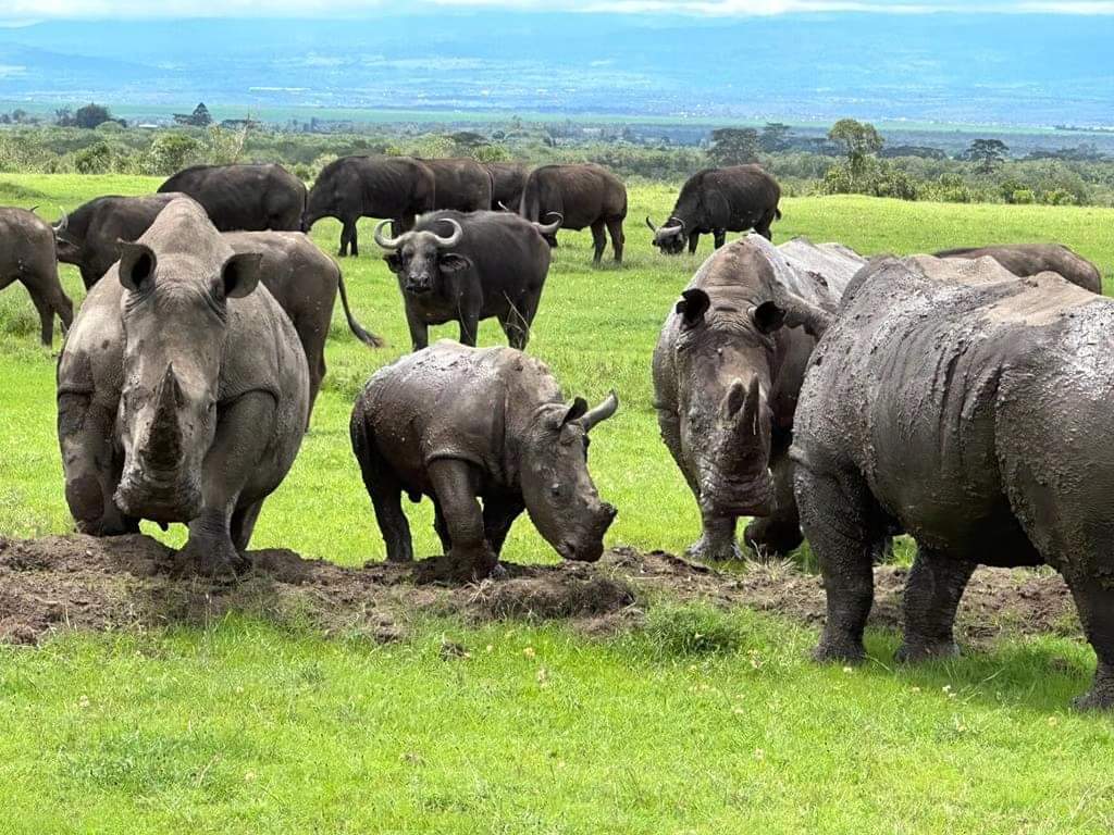 Rhinos in Olpejeta Conservancy