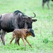 wildebeest calving season