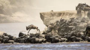 Wildebeest migration crossing