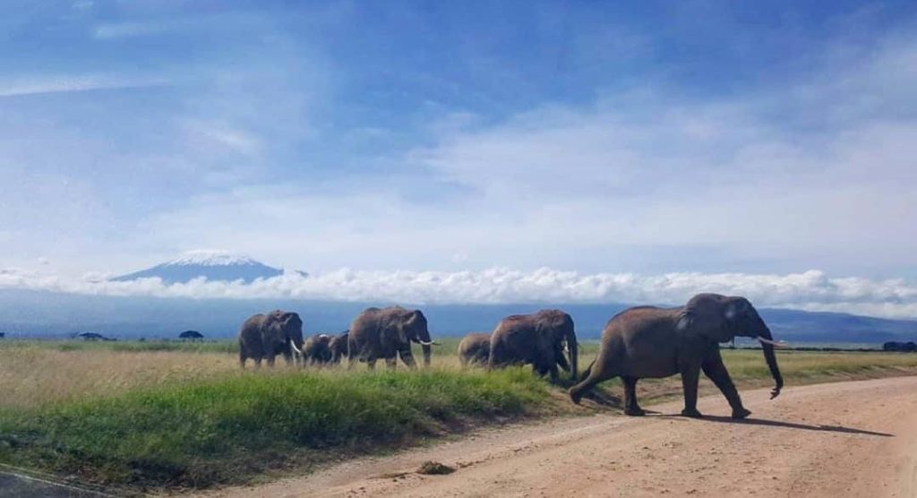 A herd of elephants in Amboseli National park